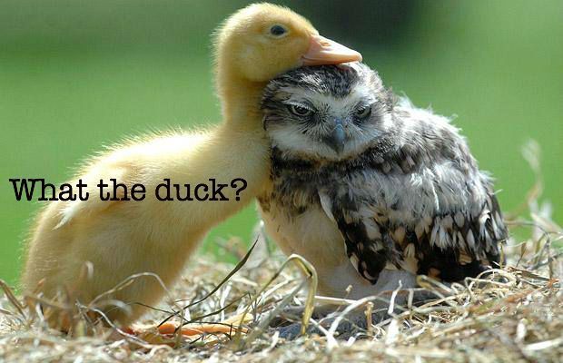 2011468701_whattheduck.jpg.85d6f724ab2f72132a61acae2f0b68e4.jpg