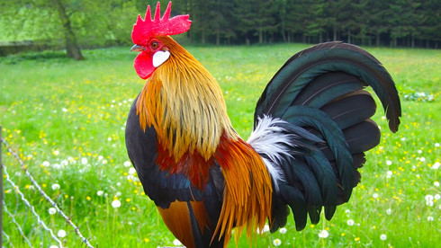 20170129180304-rooster-wduf.jpg.84048a45b8fa8a7939293e6f6796b329.jpg