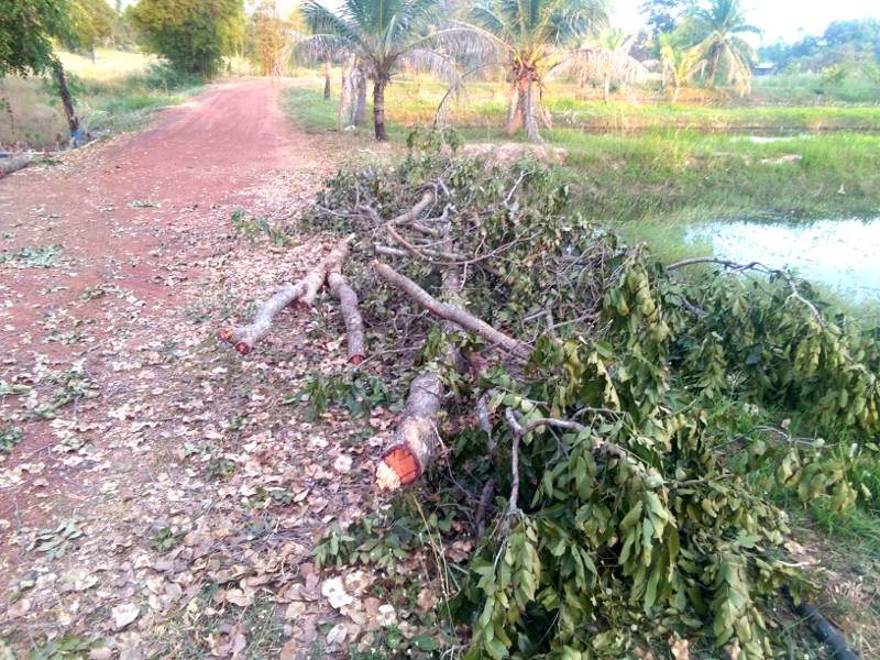 2082200310_cuttreedowm01.png.6987321679fc7989aff150bcbd987a34.png