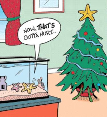 23486657_xmastreestarfish.jpg.23e6c99afd4ccb58b3edd07d242fdf57.jpg