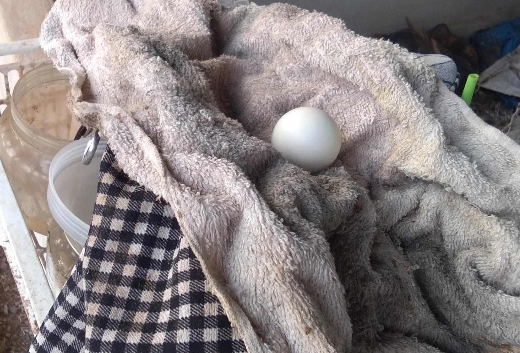 571634421_egginfarm.thumb.png.6c8b34d1d801618cdae4334bd733cac9.png