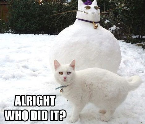602825360_catsnowman.jpg.8c1c62cd0e923afdde92cc295bdca436.jpg