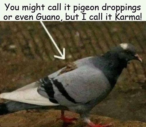 823456693_karmapidgeon.jpg.c9ad70175b7f399bc87a52c1efa1306c.jpg