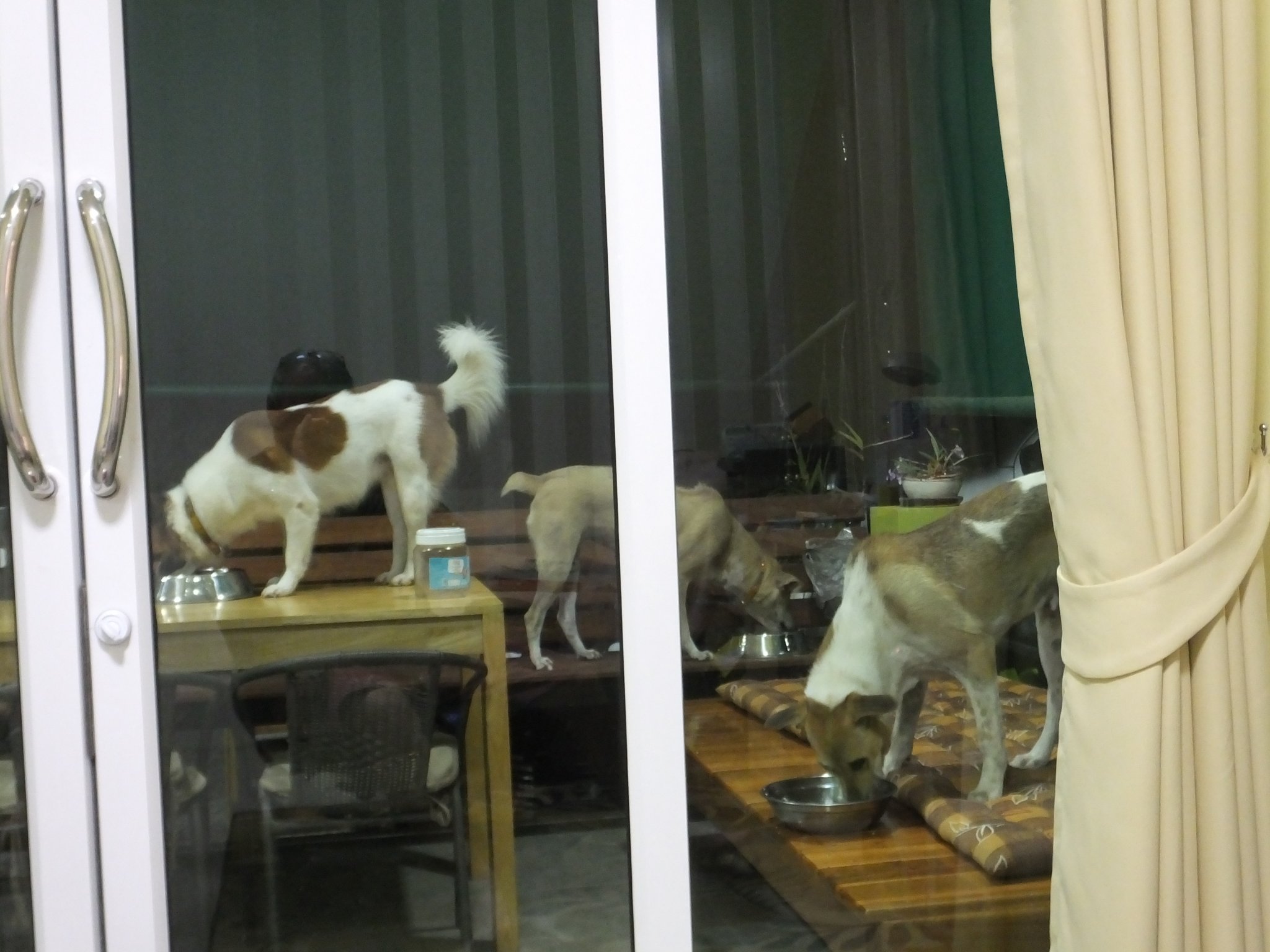 DSCF0915.JPG