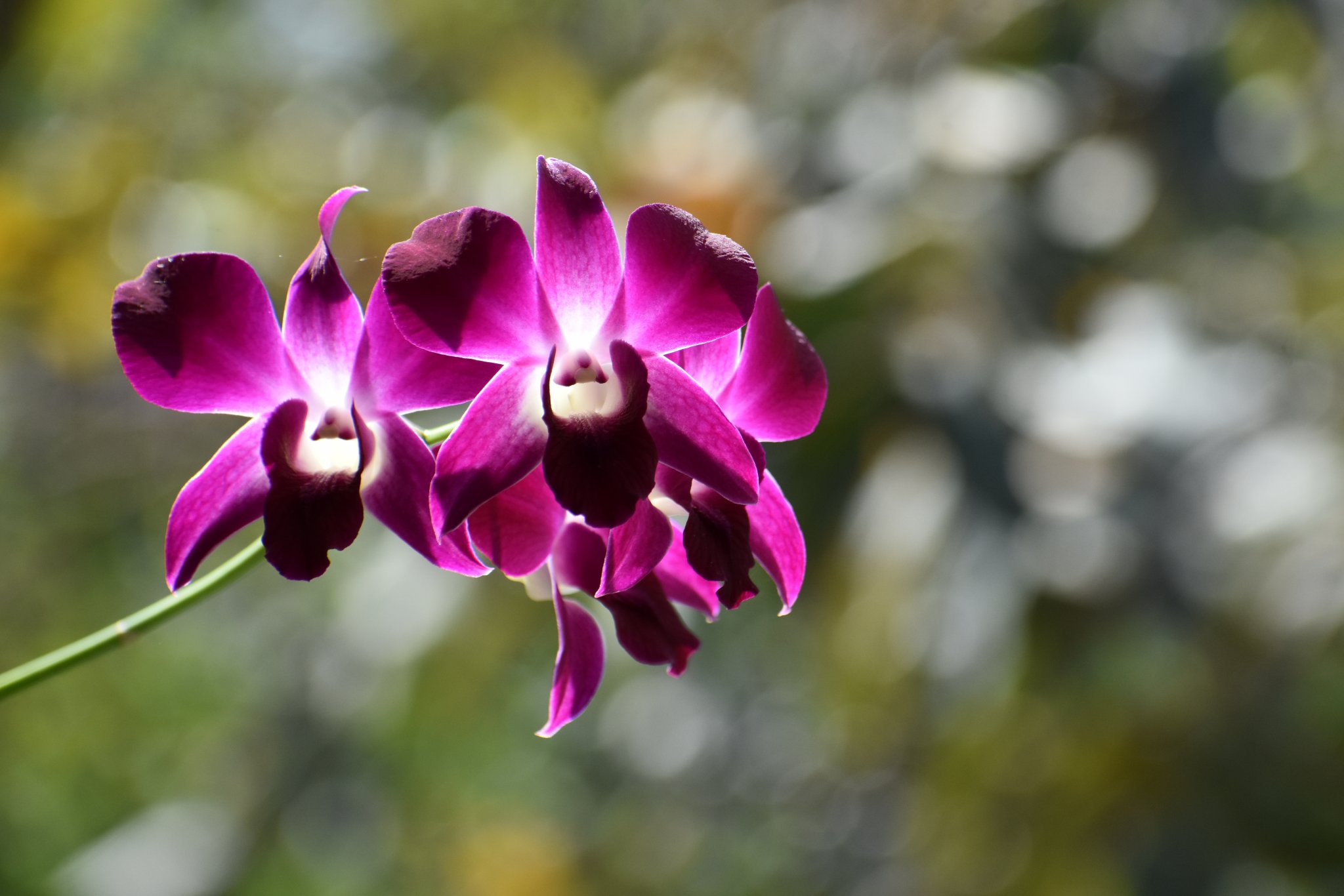 DSC_6771.JPG