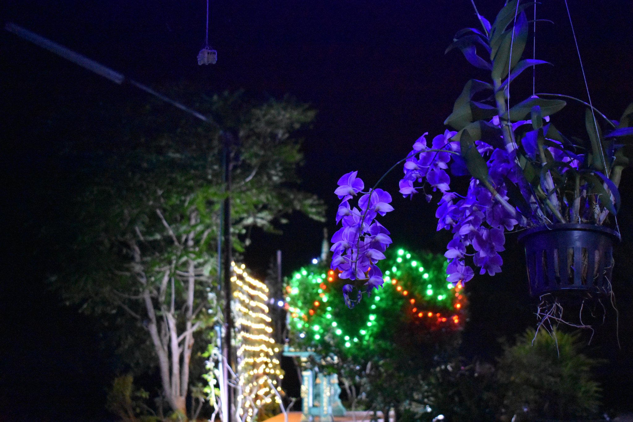 DSC_6826.JPG
