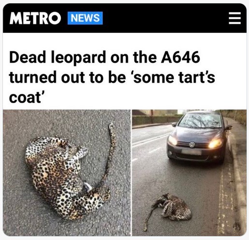 DeadLeopard.jpg.49673569d1375302cd17dcc5fa5996f9.jpg