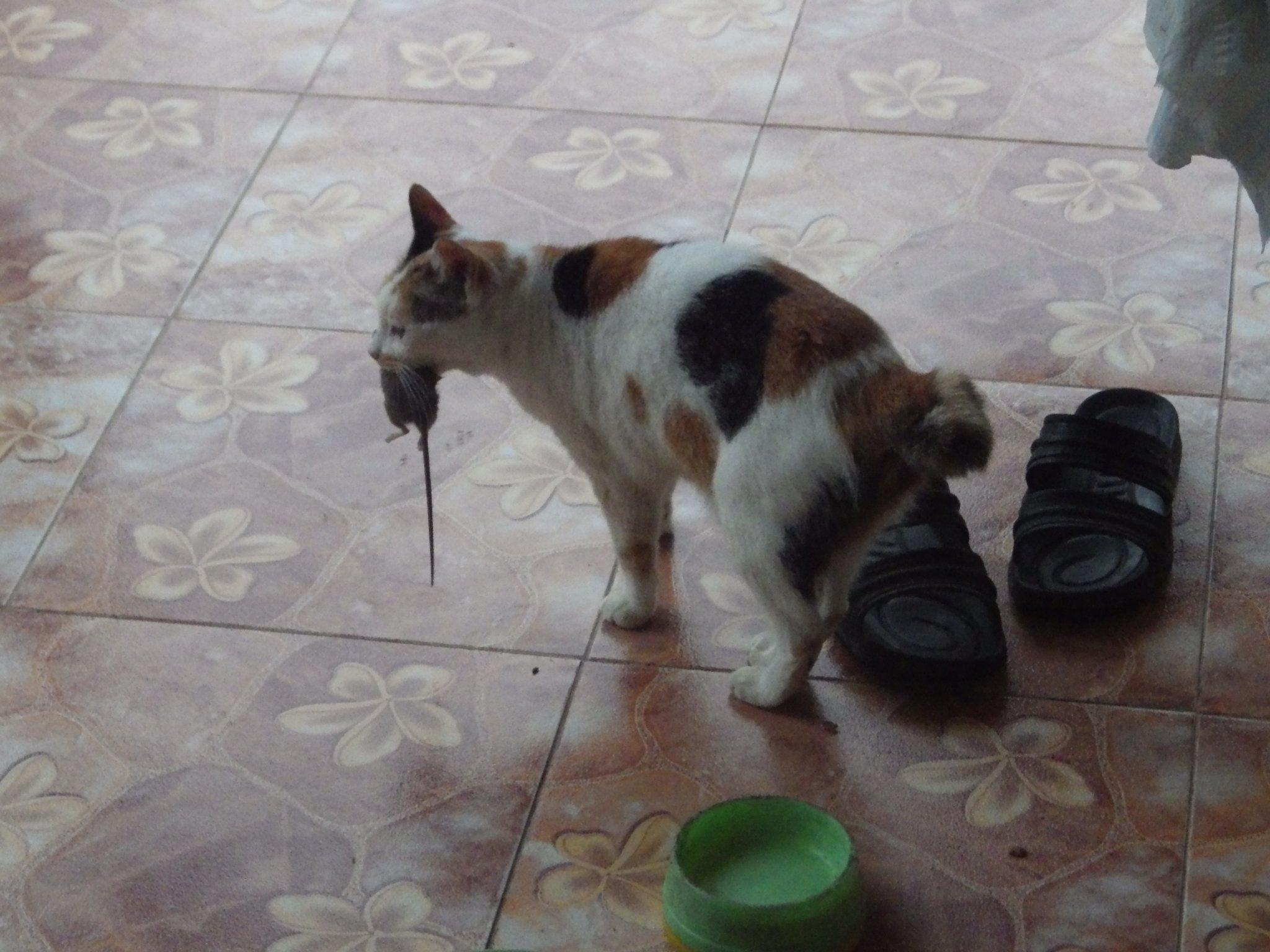 IMGP0094.JPG