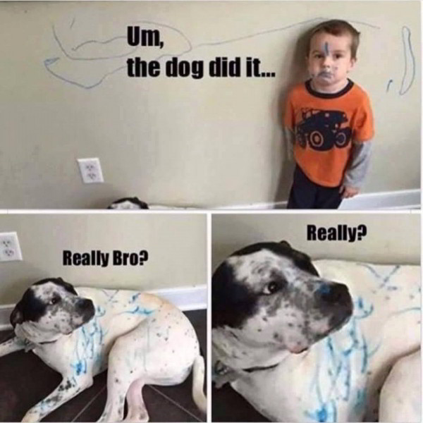 dog-did-it.jpg.ea8b3e19c6dfa7adc88615dacbb87405.jpg