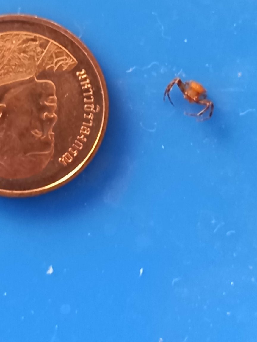 Mite 15 Jan2022.jpg
