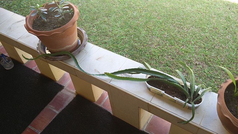 747852441_LongCactus800.jpg.c9ca83d3b208f0538d3e30878dc578be.jpg