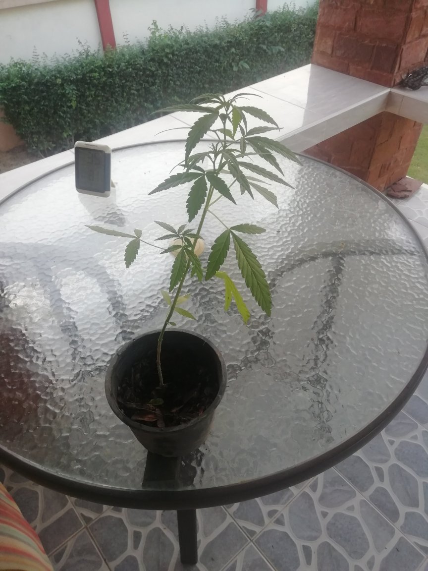 Ganja plant.jpg