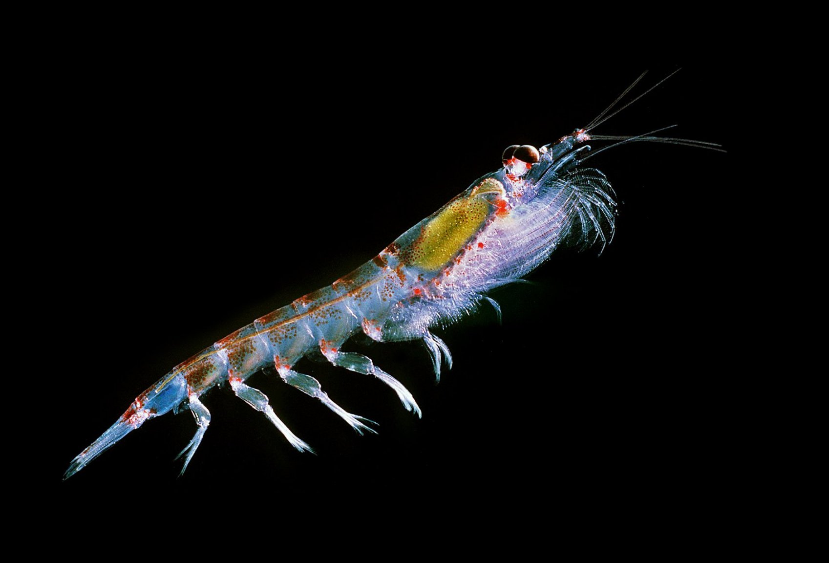 Antarctic_krill_(Euphausia_superba).thumb.jpg.88458ddfd2a84a09dd23e942e4f05987.jpg