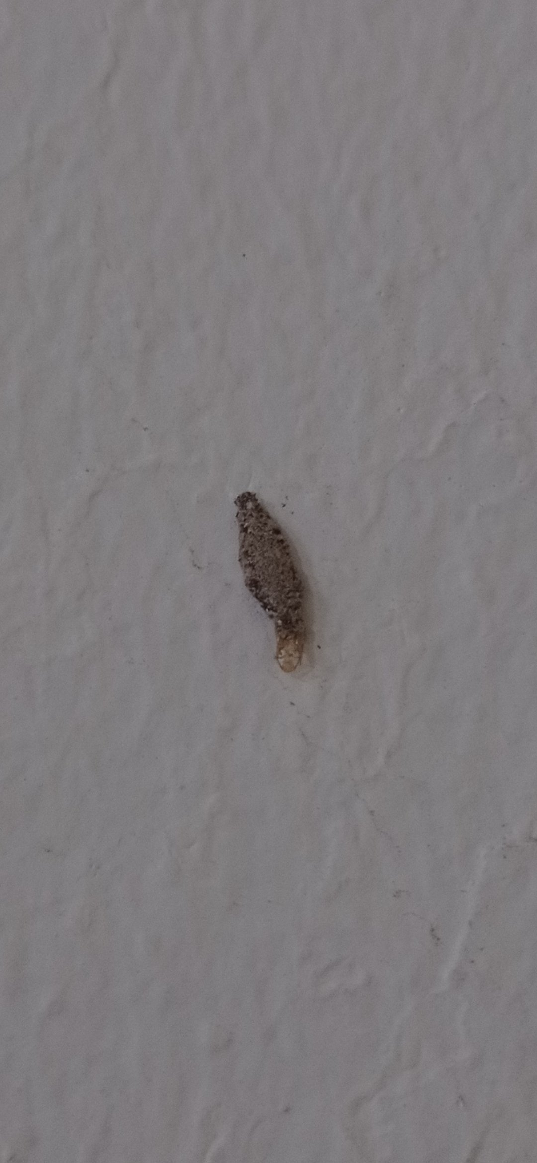 Clothes Moth Larvae On Ceiling | Shelly Lighting
