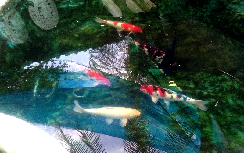 carp.png.6e34decf4445950852981607e561d35c.png
