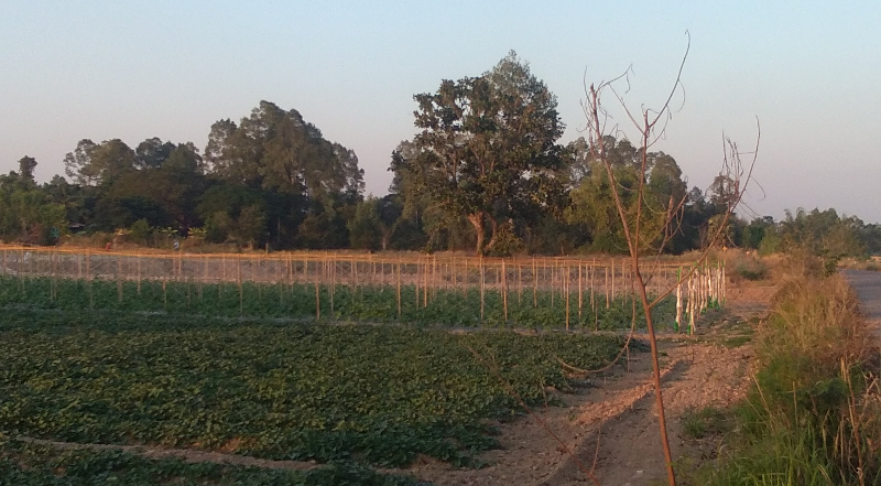 closebyfarm030.png.4467fc3d49756ea5892c93819f90df50.png