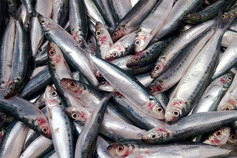 fish_2022-01-18_19-11-14.jpg