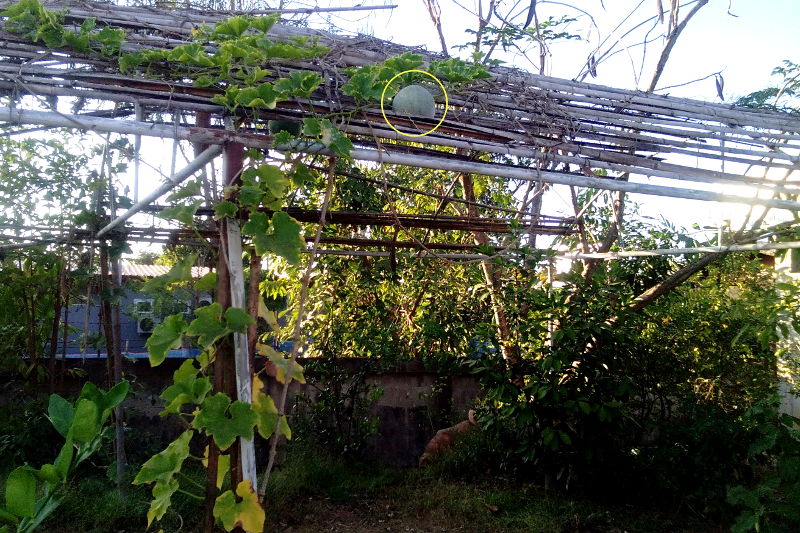 highfruit.png.37cbc086f70e0c8b9d29535c3447c8a6.png