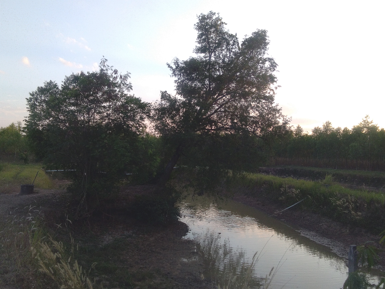 leaningtree00.thumb.png.c4d8cc06893dd6453b9712430b1f6043.png