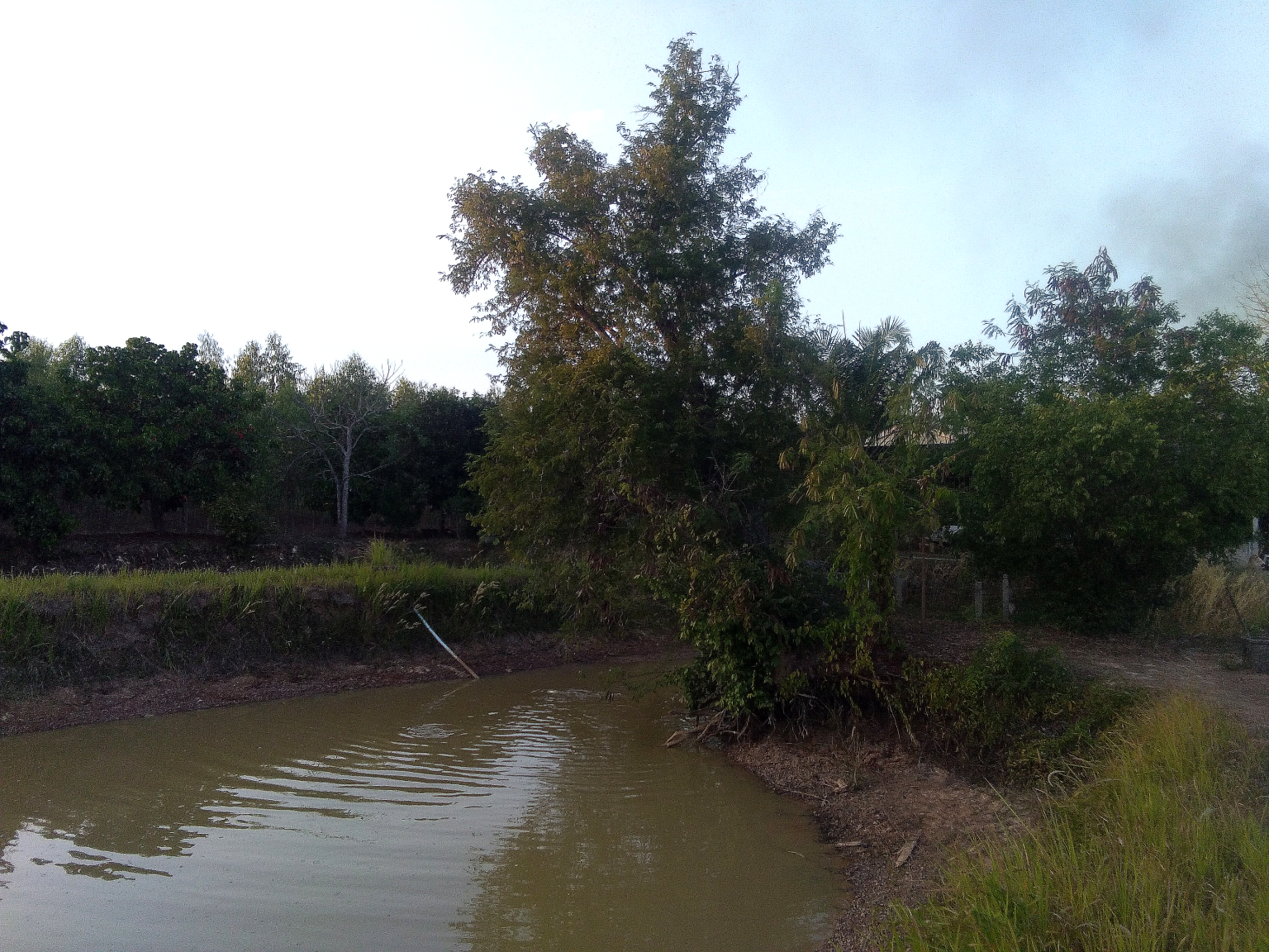 leaningtree01.thumb.png.f359429b6c0240606abbace17c9f6ff8.png