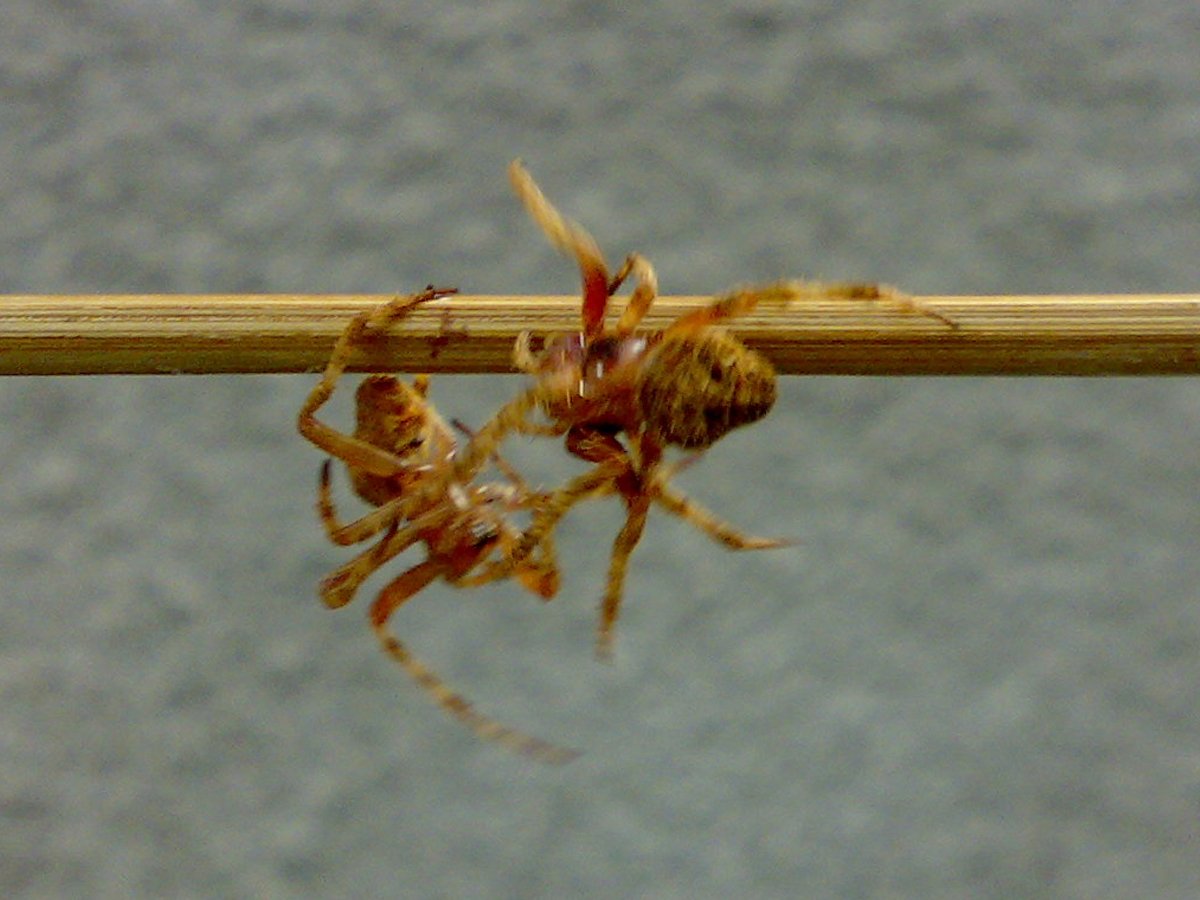 Fighting_spiders.jpg.4eef8ecb8338db7119553cb76145124b.jpg