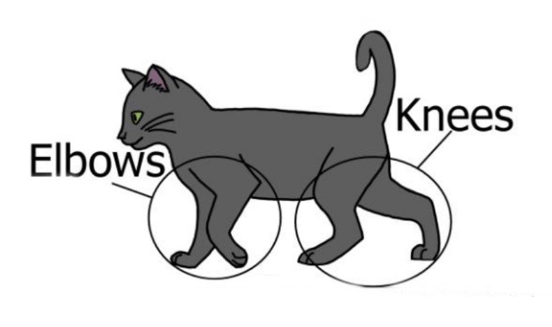 cat.jpg.52c7927c5c2b6feec727314d2b0c134e.jpg