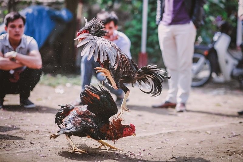 cockfight_2020-04-21_13-21-33.jpg