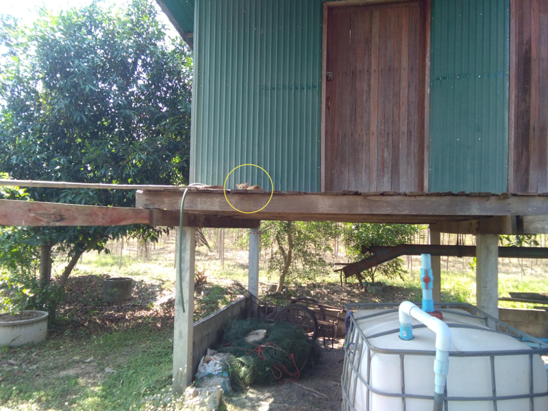 farmcat00.png.e50ee34525290e34f78a7c92df05baf1.png