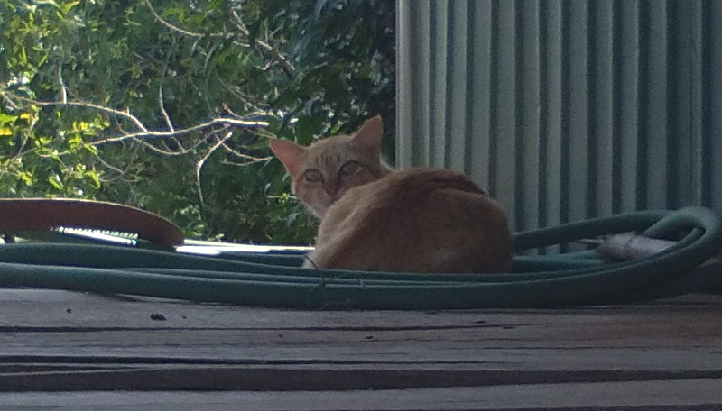 farmcat01.png.4396dd0d154b7e0535c7c7b04e45a44c.png