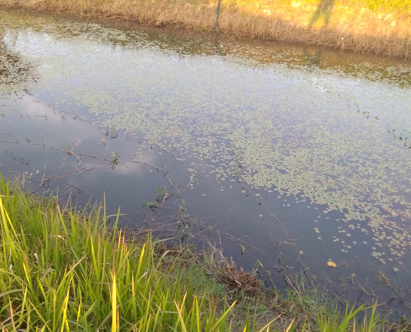 pondfour.png.2669d90c72e0a108fafc491edfdc62bd.png