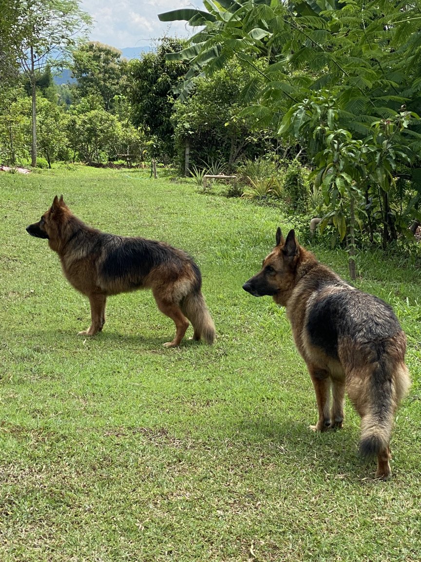 Ginger and Max on the farm.jpeg