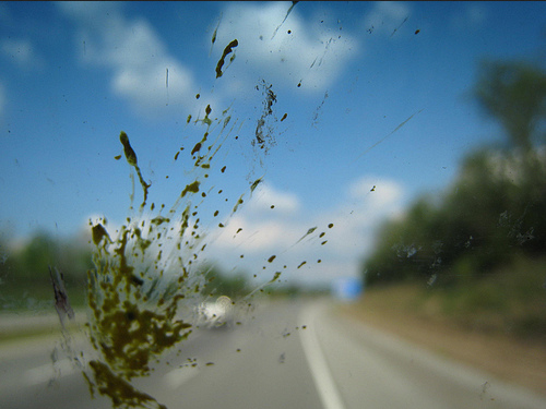 2033854742_Screenshot2022-03-30at09-18-41bug-splatter.jpg(JPEGImage500375pixels).png.0d3833c51b53c26a362419ed736895a9.png