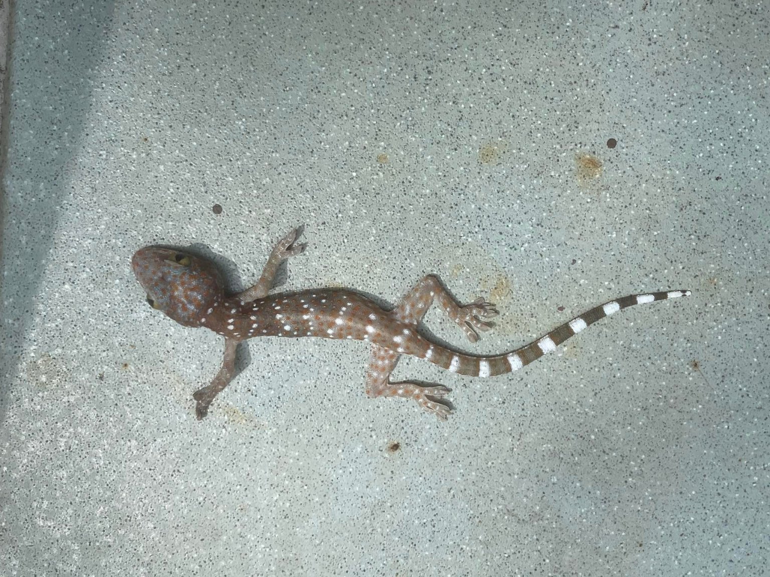 708148852_ZebraTailedLIzard.thumb.jpg.fbb7f9a4d07395dea8de2bd713c80ef9.jpg