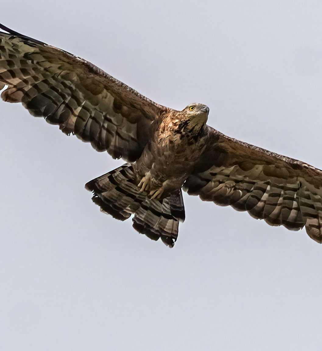 DSN01161-2DN.jpg