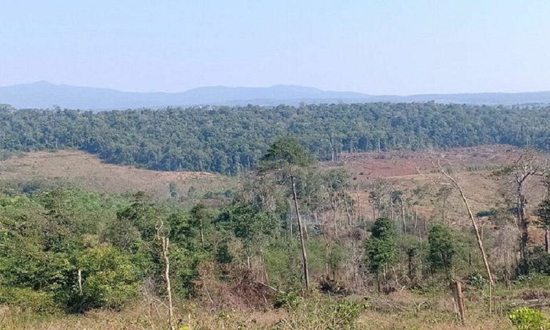 forest-1646124824-1646124855-1734-1646133740_680x408.jpg