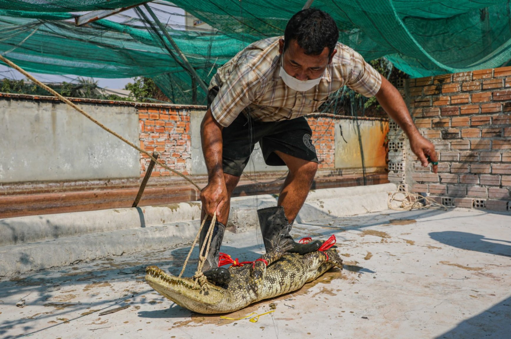 20220330_Delgado_Vah-Regni-wrangler-ties-up-crocodile_5599-1800x1195.thumb.jpg.bae5d582db8476eb280f378c617bb3eb.jpg