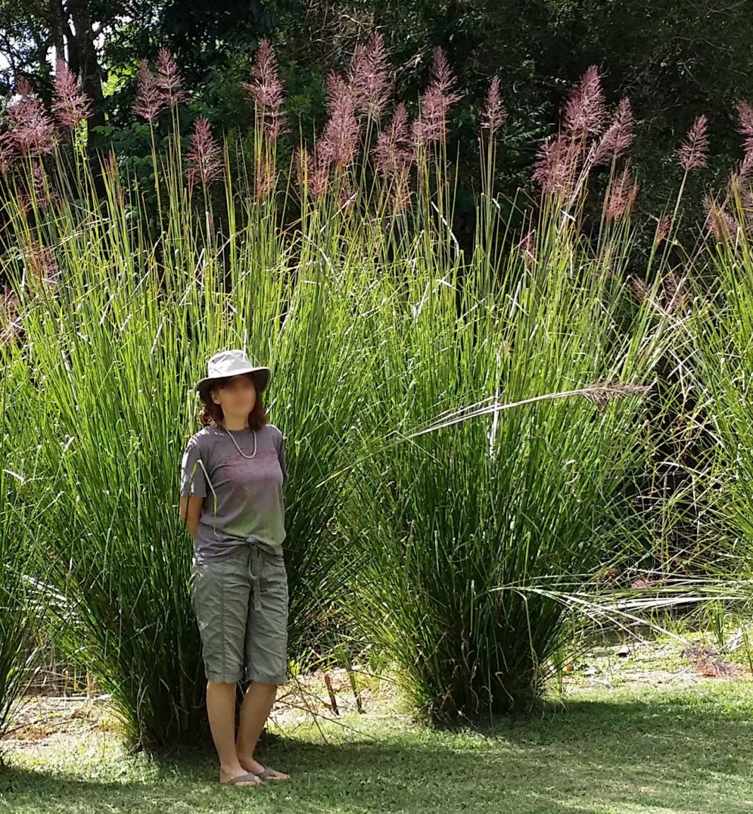 Vetiver_grass.thumb.jpg.07af7b0693cd8554a47971204bdc2b5f.jpg