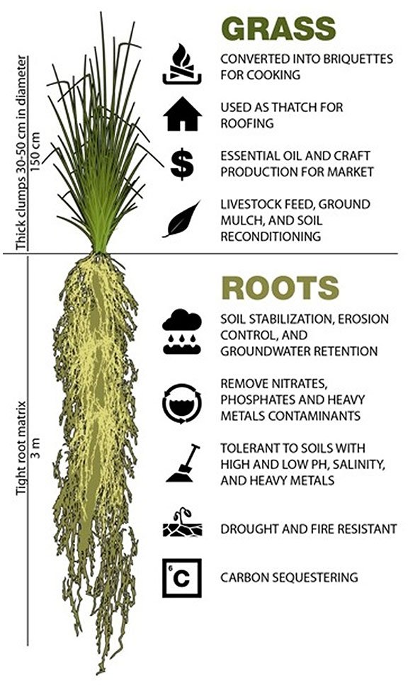 vetiver-grass-cross-section.jpg.50f49731b09378c2fc785bdfa82650cb.jpg