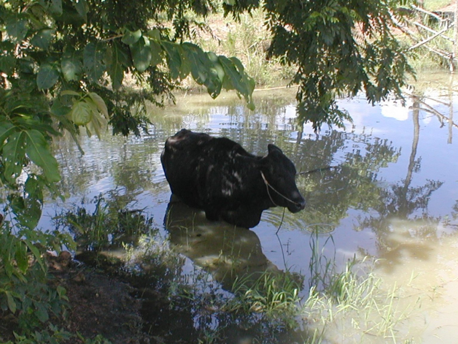 The farm July 2007 019.jpg