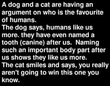 DogsVsCats.jpg.b1b2213616327e946057d2d46b607a0c.jpg