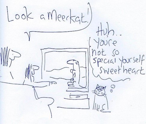 Meercat.jpg.512757541552b62631f9108f008d753f.jpg