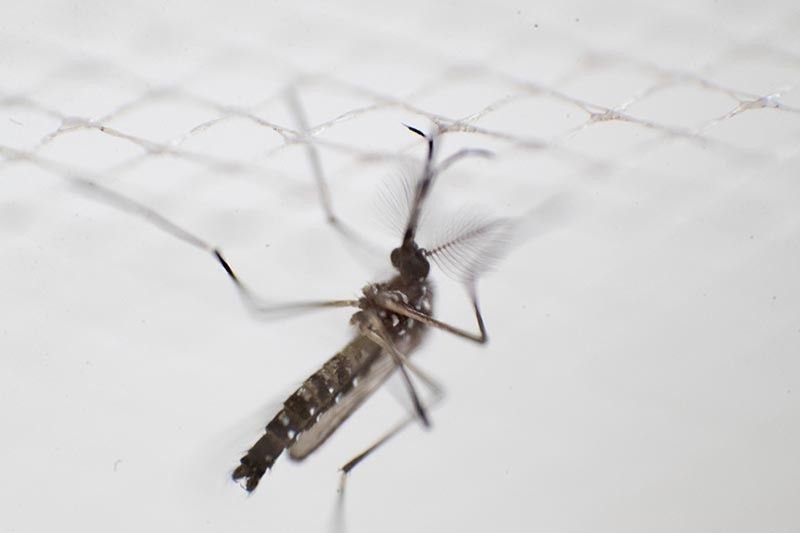 aedes-aegypti2022-04-1215-39-38_2022-05-27_13-56-12.jpg