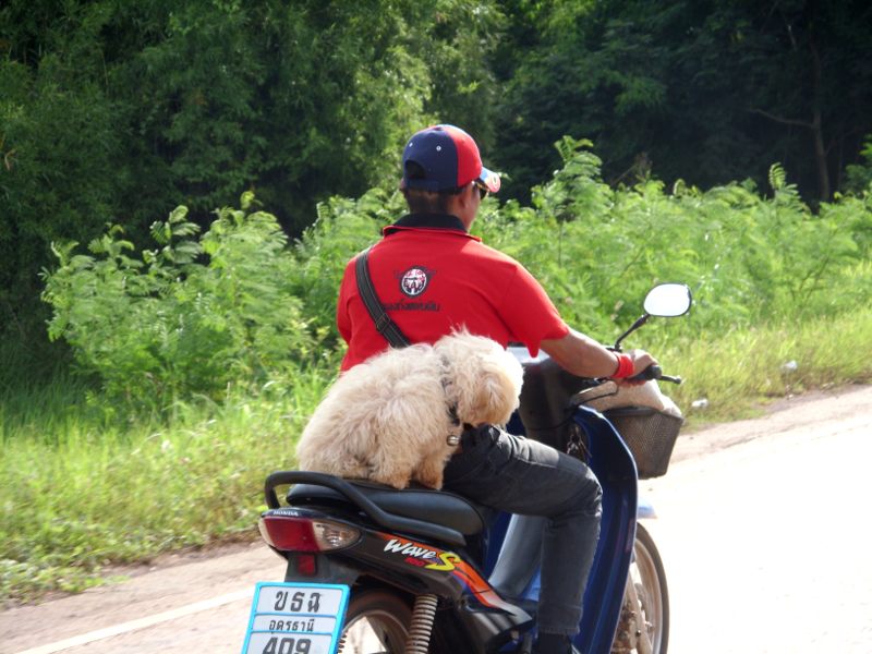 dogride.png.78b04e9a38c01c21ed125b79814cd19b.png