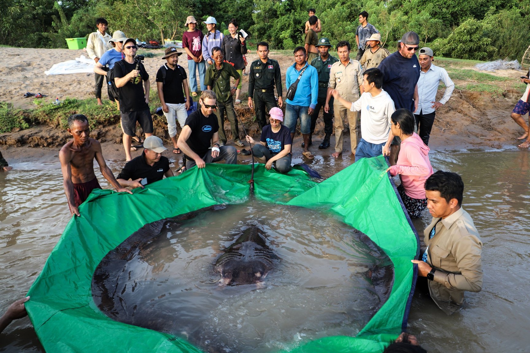 220617-giant-freshwater-stingray-ew-416p-483801.thumb.jpg.0577dc34d522f58432b09714f4278e78.jpg