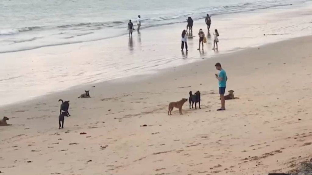 Tourists swap Thailand's beaches for cage fights