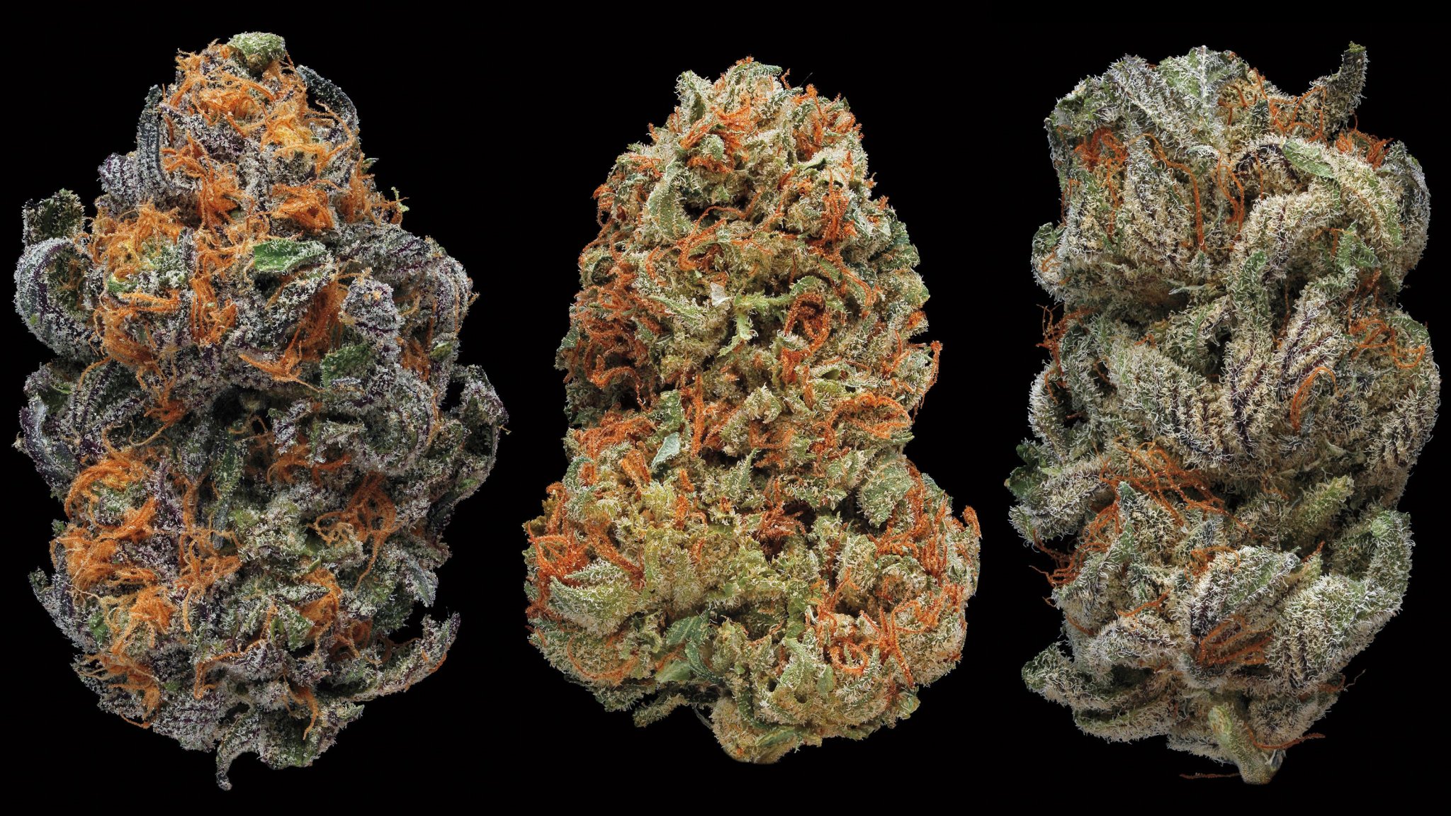 marijuana-promo_wide-3960c528d4a1a56cddb3d8602e7cd85da5a19bae.jpg