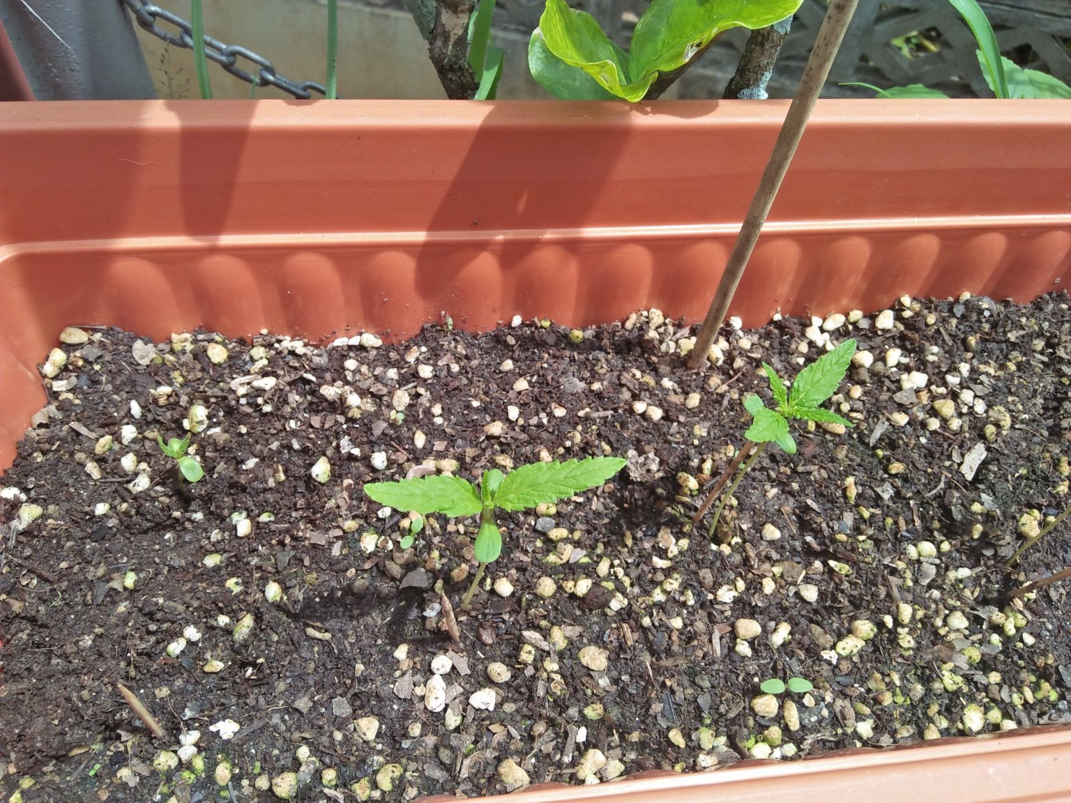 Seedlings.thumb.jpg.b6f6cdebe6421ec14f6fcb510506fadb.jpg