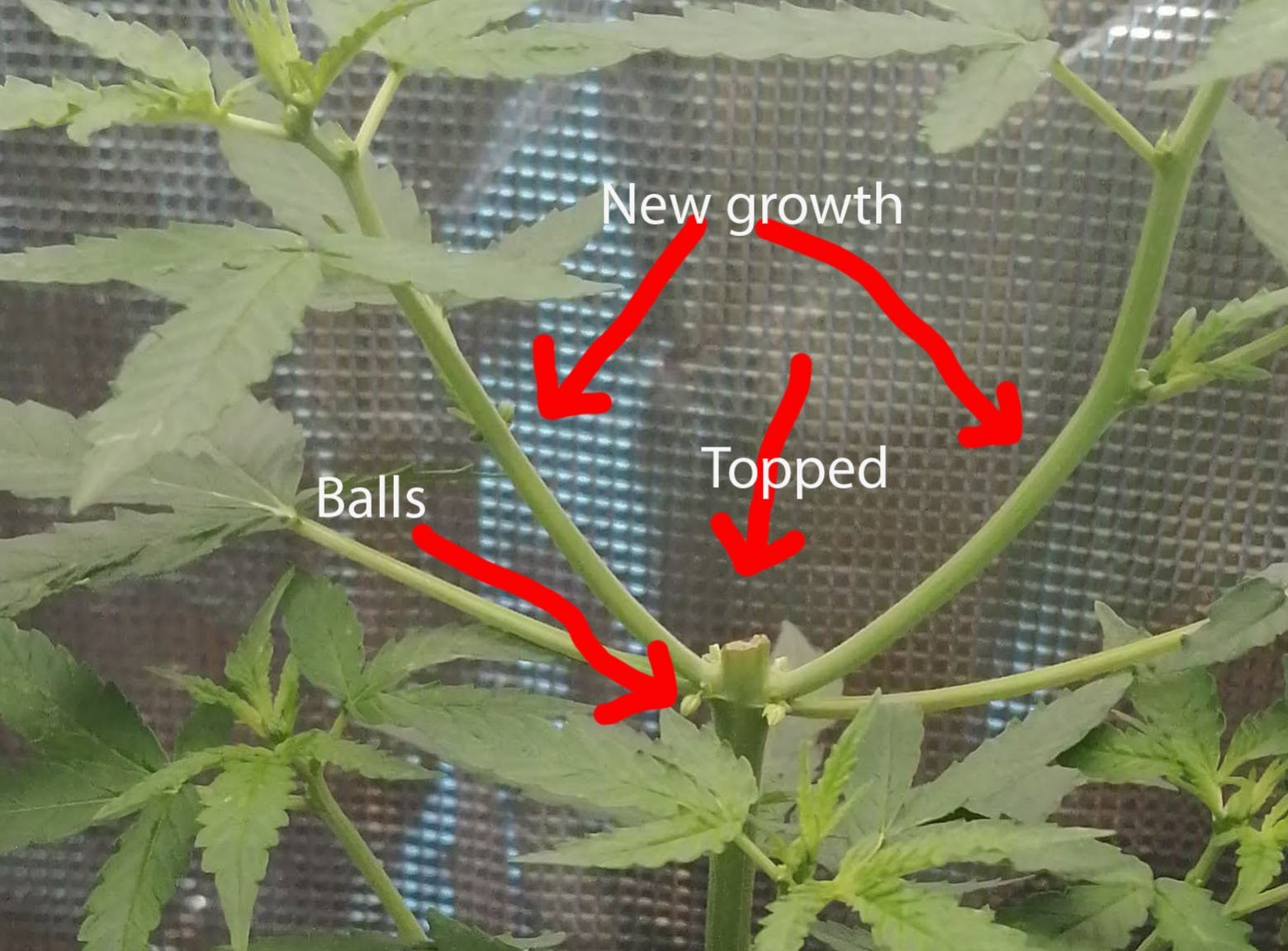 topped.jpg