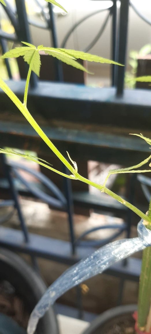 smaller plant 2.jpg