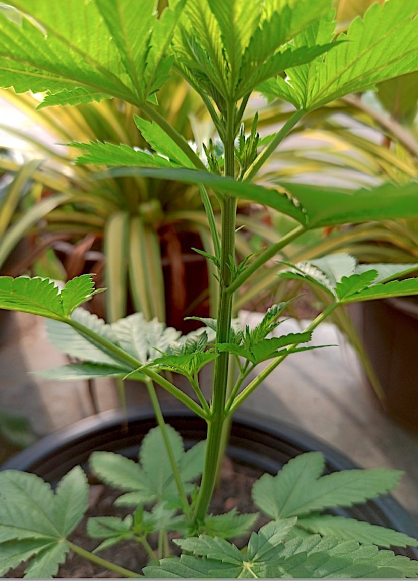 French Toutch Guil.jpg